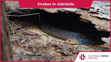 A brown snake sheltering beneath a piece of wood