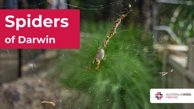 Spiders of Darwin article header